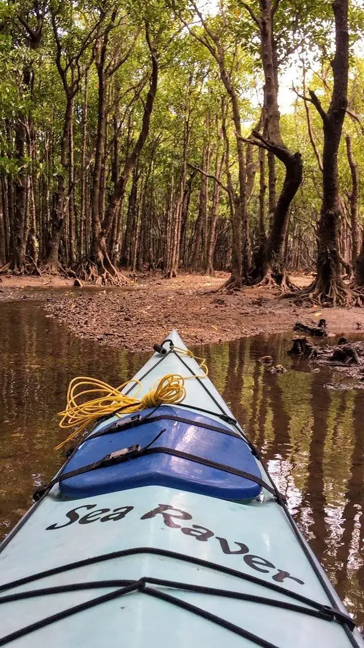 View from a kayak among mangrove trees