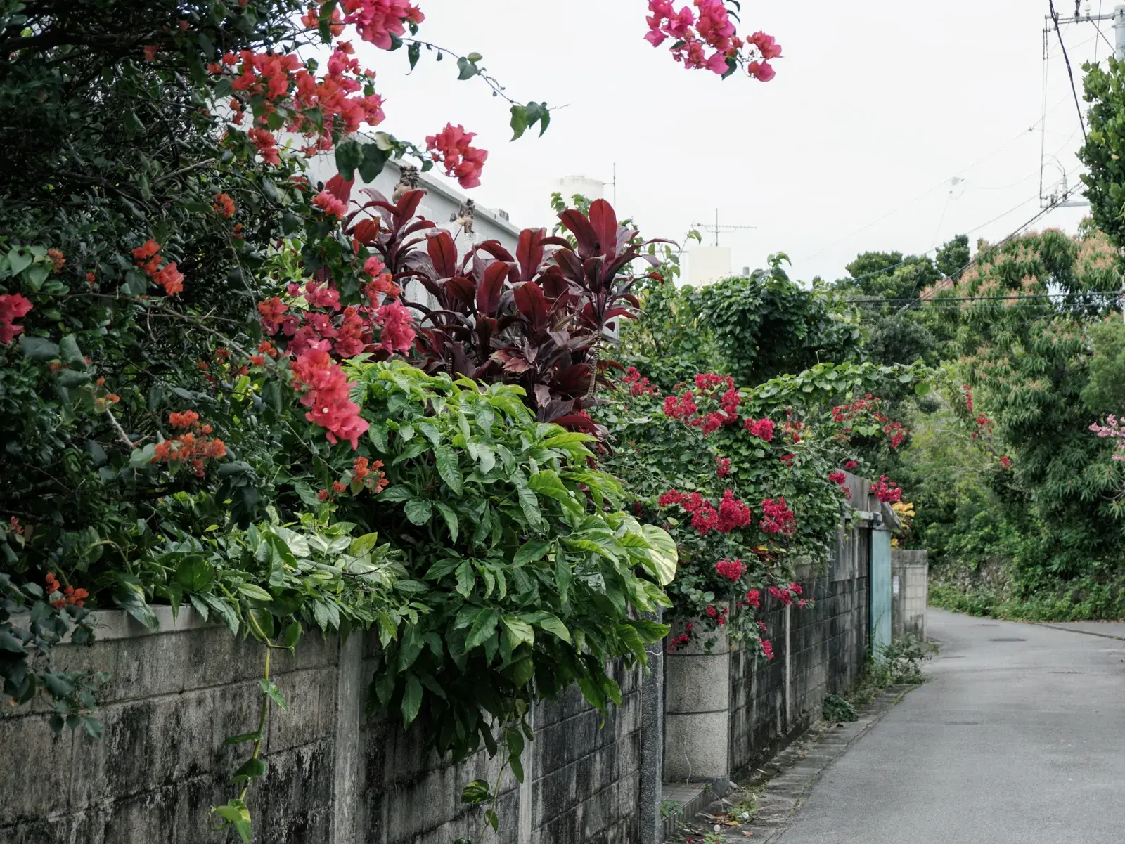 A quiet Ishigaki street lined with tropical flowers and greenery