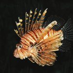 Lionfish