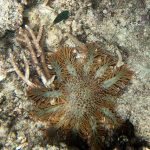 Crown-of-thorns starfish