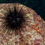 Sea urchin