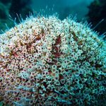 Flower urchin