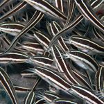 Striped catfish eel