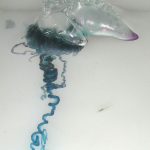 Portugese Man O' War