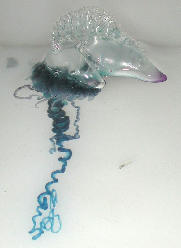 Portugese Man O' War