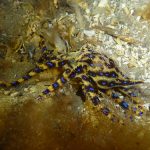 Blue ringed octopus