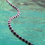 Blue banded sea snake