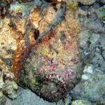 Stonefish