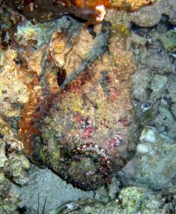 Stonefish