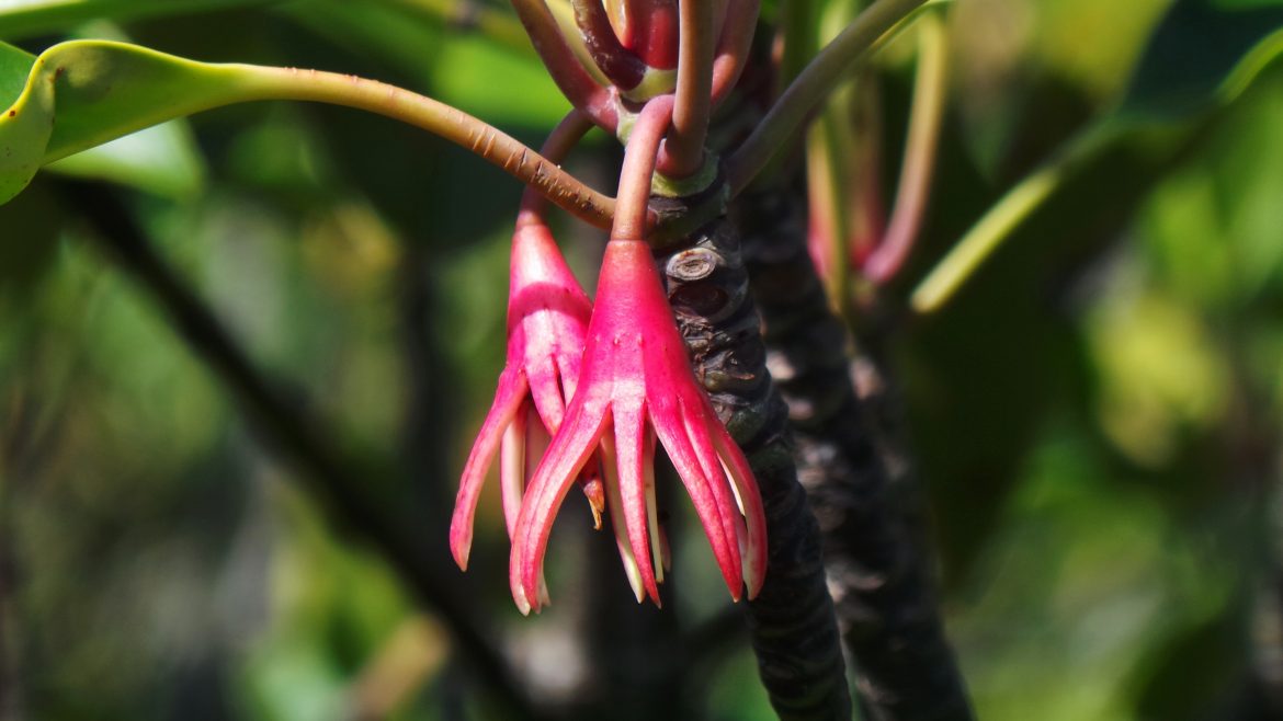 Mangrove flower