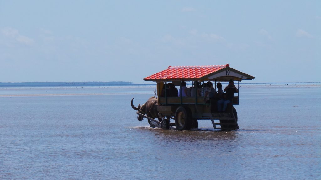 Traditional water buffalo carts carrying passengers across shallow waters to Yubu island