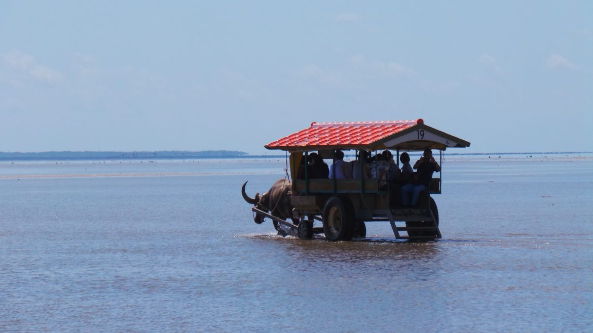 Ride with a water buffalo