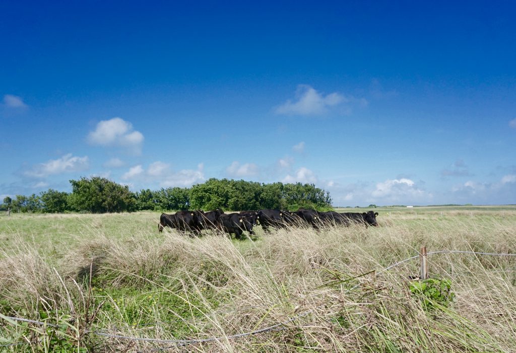 Cows grazing on green pastures in Kuroshima, Okinawa