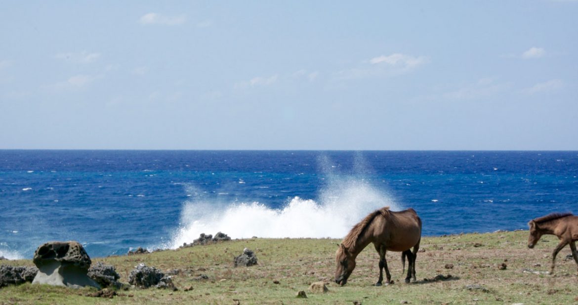 Yonaguni horse