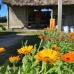 farmers markets in ishigaki okinawa japan akaishi