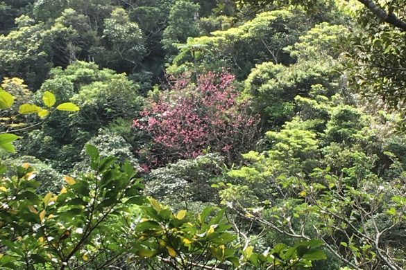 Sakura Ishigaki Okinawa Japan