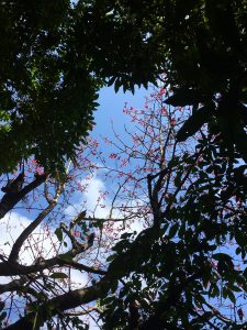 Sakura Ishigaki Okinawa Japan