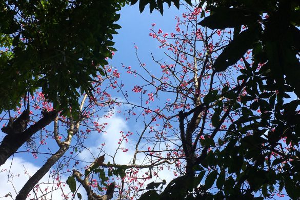 Sakura Ishigaki Okinawa Japan