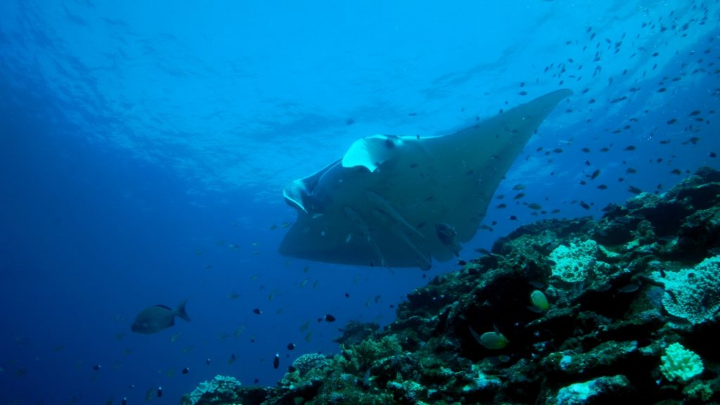 A manta ray underwater near Ishigaki