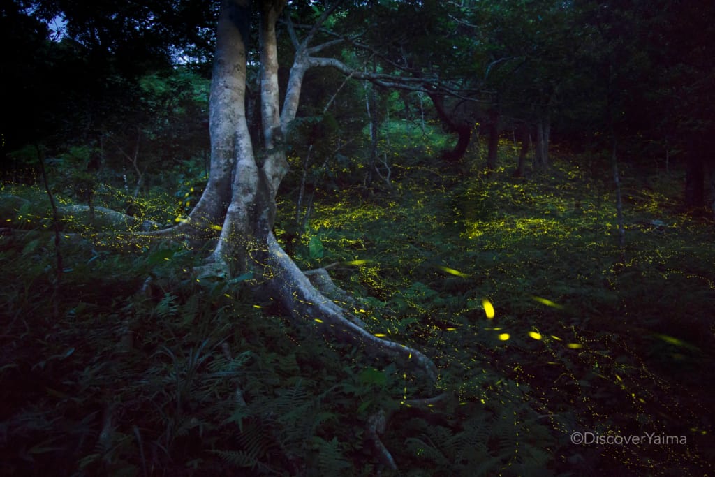fireflies ishigaki okinawa japan hottaru
