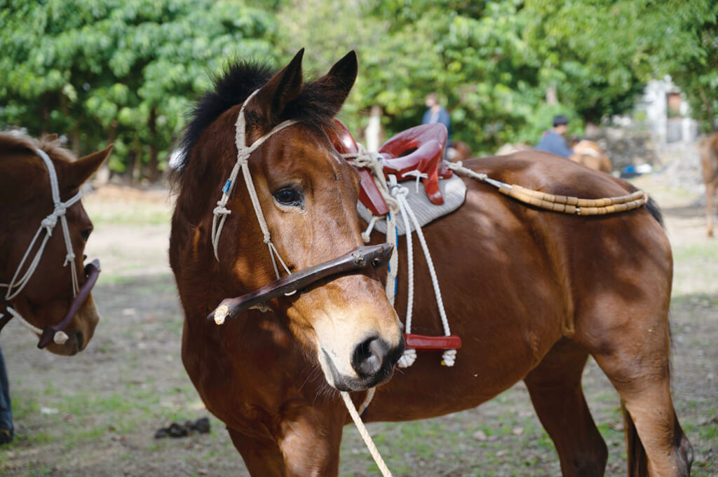 A Yonaguni horse wearing a traditional colorful horse harness at Katabaru Uma event