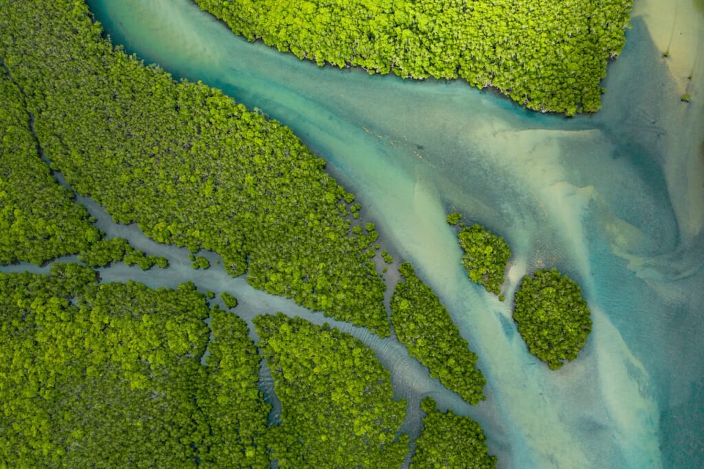Dense mangrove trees along the Urauchi River in Iriomote