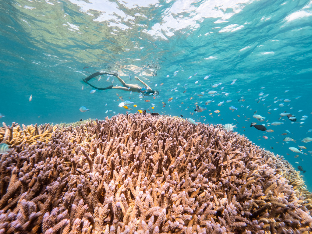 Snorkeler exploring coral reefs at Yonehara Beach, Ishigaki.