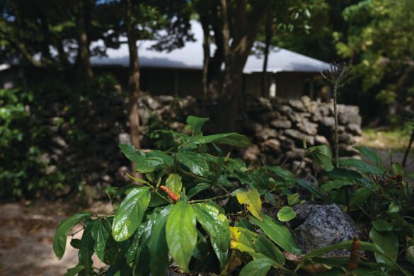 Pīpāchī, the aromatic long pepper spice of the Yaeyama Islands, used for Yaeyama soba and local dishes