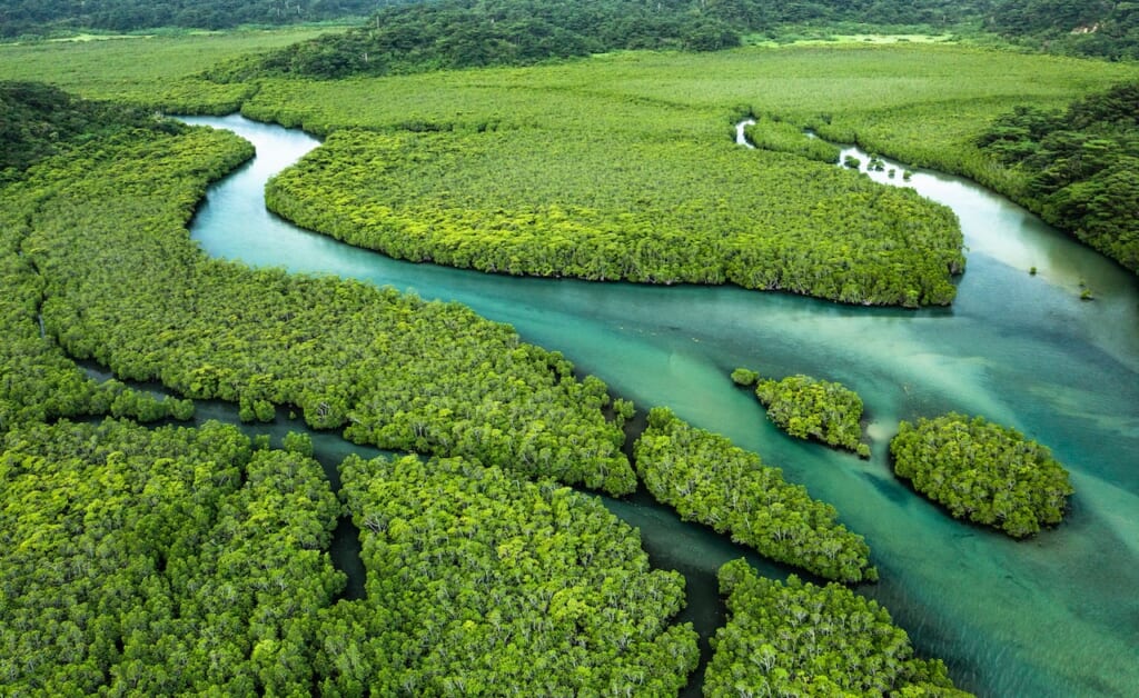 Mangrove forest in Iriomote Island’s Shiira River.