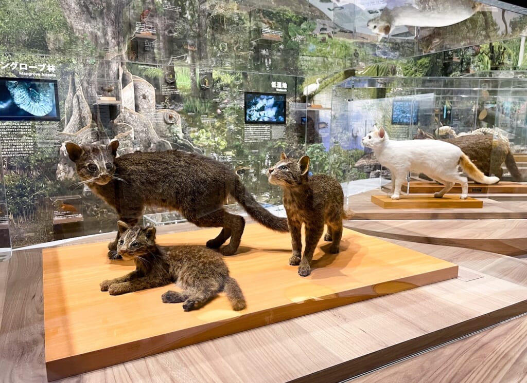 Exhibit about the Iriomote Yamaneko at the Iriomote Wildlife Conservation Center.