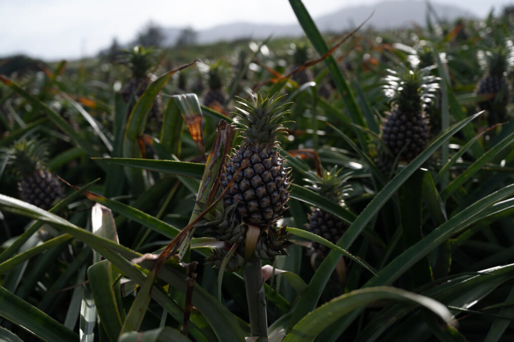 Pineapple plants growing in a field