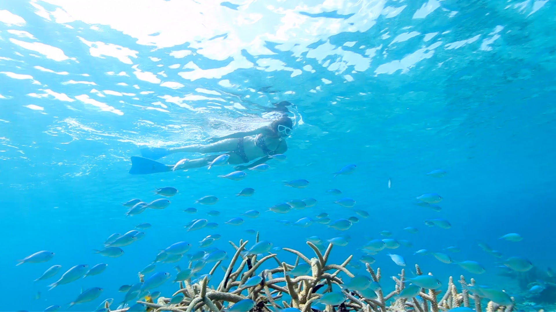 Snorkeler swimming above branching coral with reef fish at Yonehara Beach, Ishigaki Island